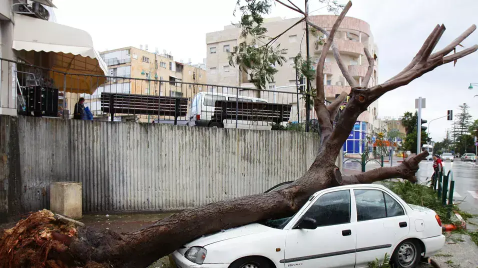 קריסת עץ על רכב ברחוב יצחק רבין בחדרה, ינואר 2013 קריסת עץ על רכב ברחוב יצחק רבין בחדרה, ינואר 2013