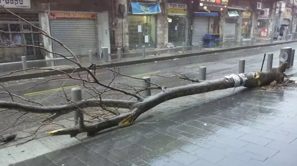 קריסת עץ בירושלים, ינואר 2013 קריסת עץ בירושלים, ינואר 2013