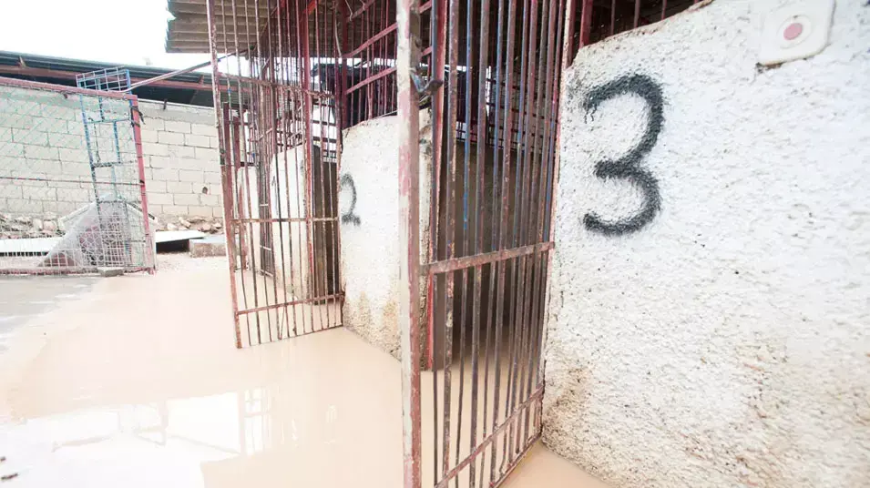 הצפה בסניף "תנו לחיות לחיות" בירושלים, ינואר 2013 הצפה בסניף "תנו לחיות לחיות" בירושלים, ינואר 2013