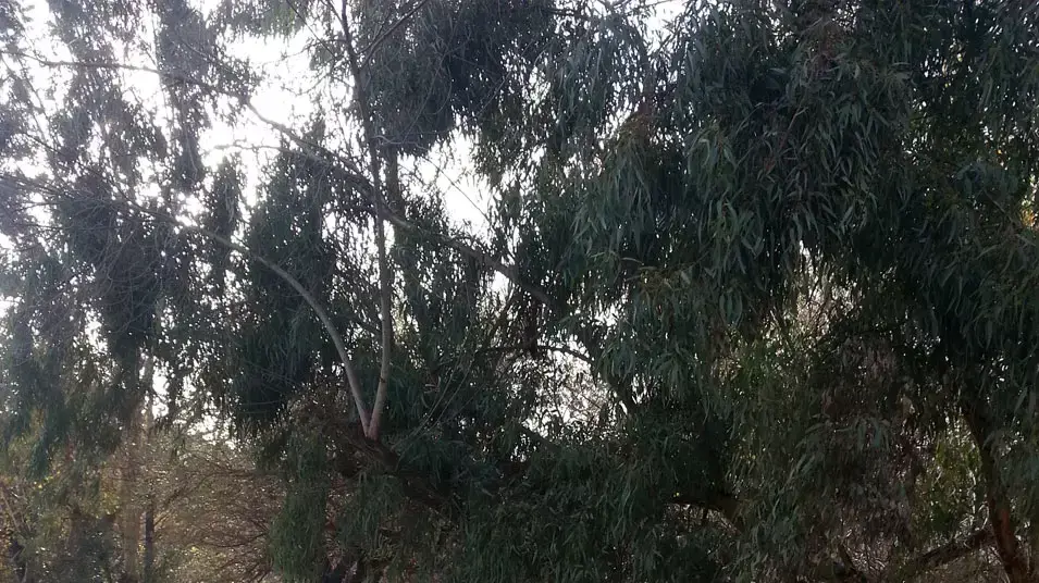 החצבני עולה על גדותיו, ינואר 2013 החצבני עולה על גדותיו, ינואר 2013