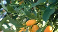 תפוז סיני (אילן גור)