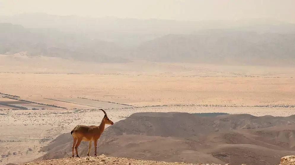 נוף מצפה רמון נוף מצפה רמון