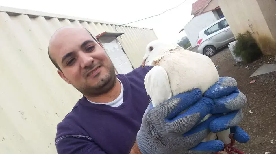 יונה לבנה התעופפה מסוריה לרמת הגולן