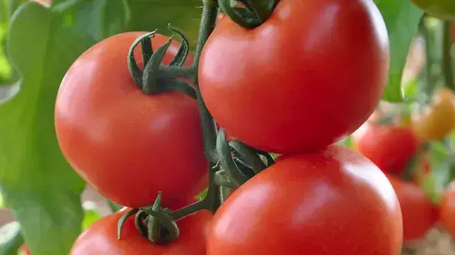 פיתוח ישראלי של זן עגבניות הנקרא טומאטק, פברואר 2013