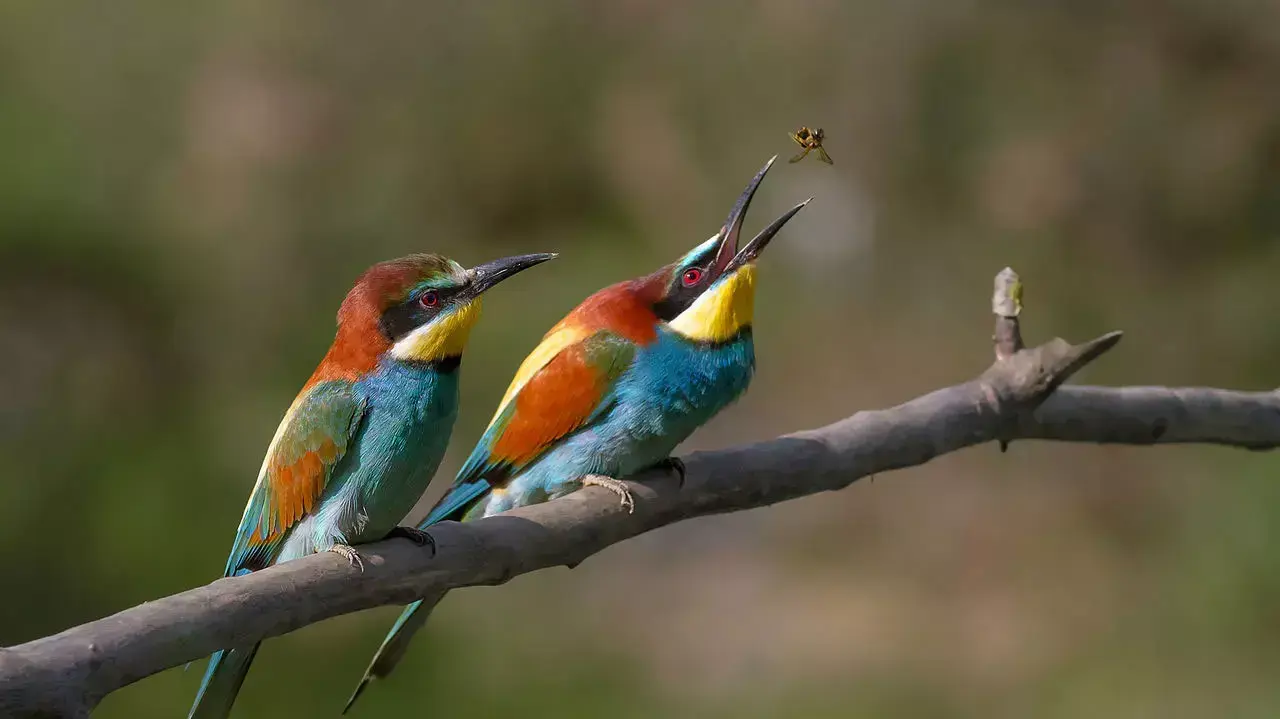 תמונות זוכות וויקימדיה