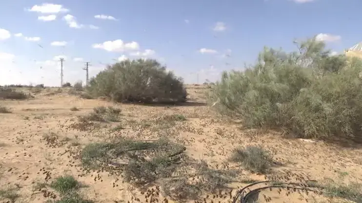נחילי ארבה ענקיים בגבול מצרים נחילי ארבה ענקיים בגבול מצרים