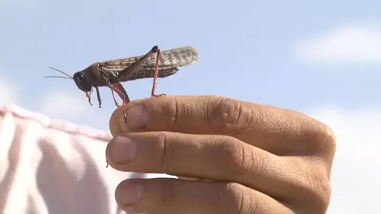 נחילי ארבה ענקיים בגבול מצרים נחילי ארבה ענקיים בגבול מצרים