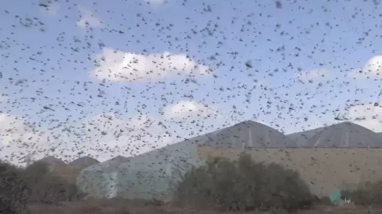 המכה הגדולה הגיעה: נחילי ענק בגבול מצרים