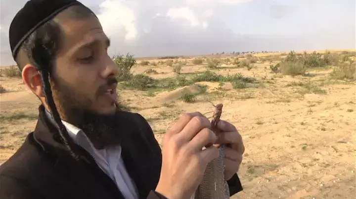 תיירי הארבה ממלאים שקים: "זה כמו ביסלי"