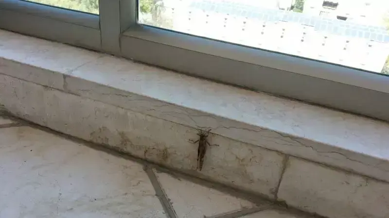 ארבה בתל אביב ארבה בתל אביב