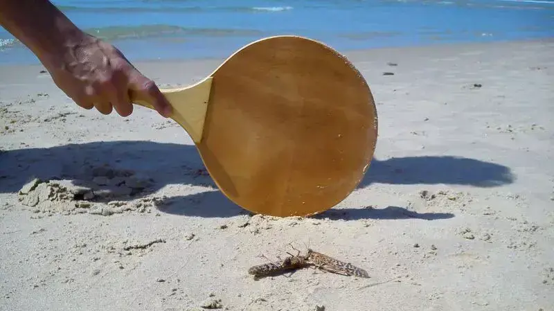 חגב ארבה בחוף הים בתל אביב, היום חגב ארבה בחוף הים בתל אביב, היום