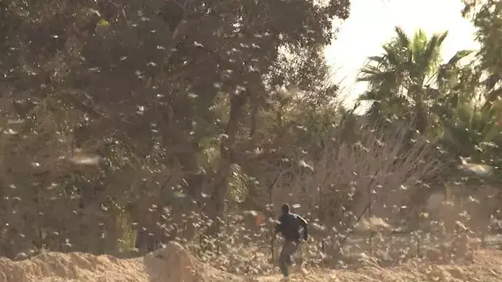 נחיל ארבה בדרום הארץ ליד אשלים, מרץ 2013 נחיל ארבה בדרום הארץ ליד אשלים, מרץ 2013