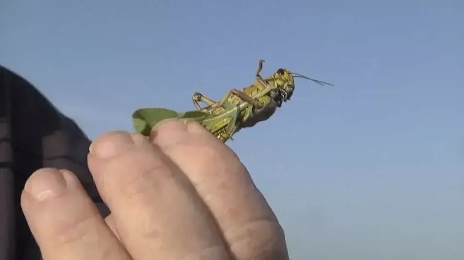 הארבה מצפין: פעולות ריסוס נגד נחיל חדש בנגב הצפוני