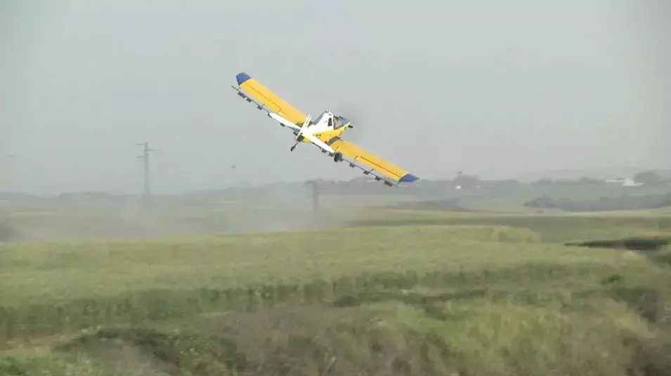 הארבה מצפין: פעולות ריסוס נגד נחיל חדש בנגב הצפוני