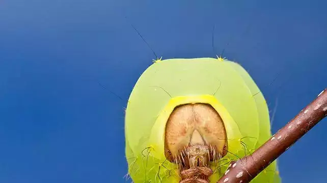 גולם של עש הפוליפמוס