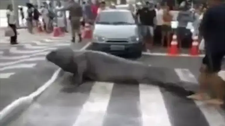 מה עושה אריה ים ברחובות ברזיל?