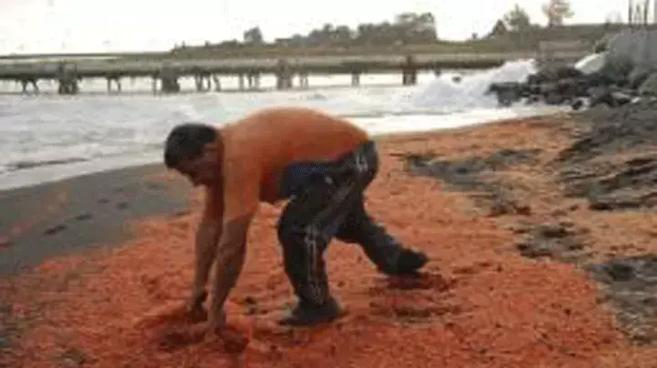 מיליוני חסילונים בחופי צ'ילה, צרץ 2013 מיליוני חסילונים בחופי צ'ילה, צרץ 2013