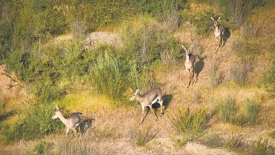 ספירת הצבאים של רשות הטבע והגנים