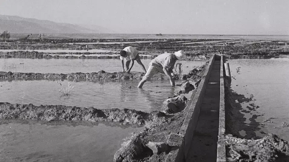 תמונות ארכיון- בית הערבה תמונות ארכיון- בית הערבה