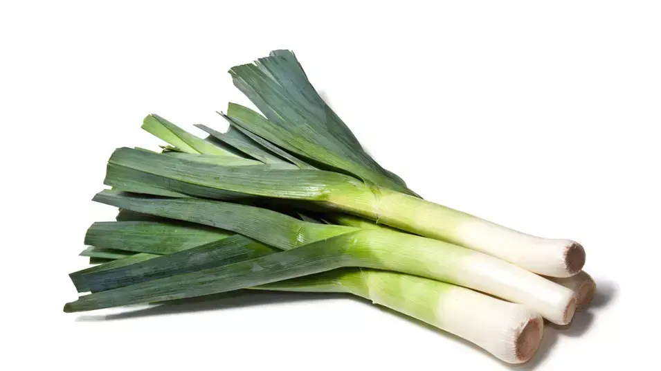 כרישה כרישה