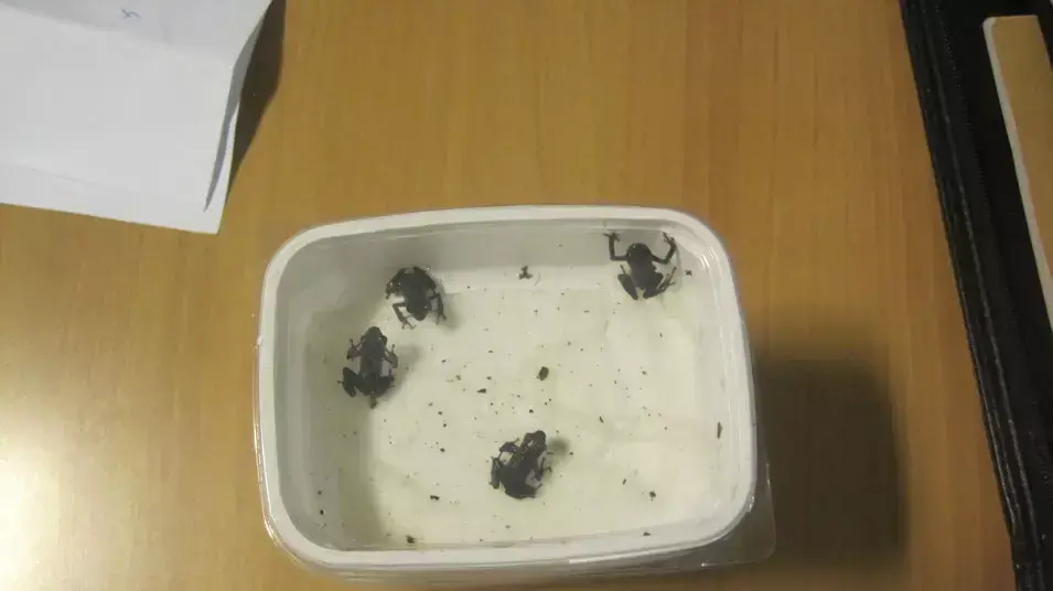 צפרדעים ארסיות שהוברחו לישראל ונתפסו בנתב"ג צפרדעים ארסיות שהוברחו לישראל ונתפסו בנתב"ג