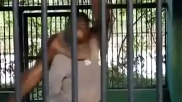 אורנגאוטן חטף חולצה ממבקר בגן החיות - ולבש אותה