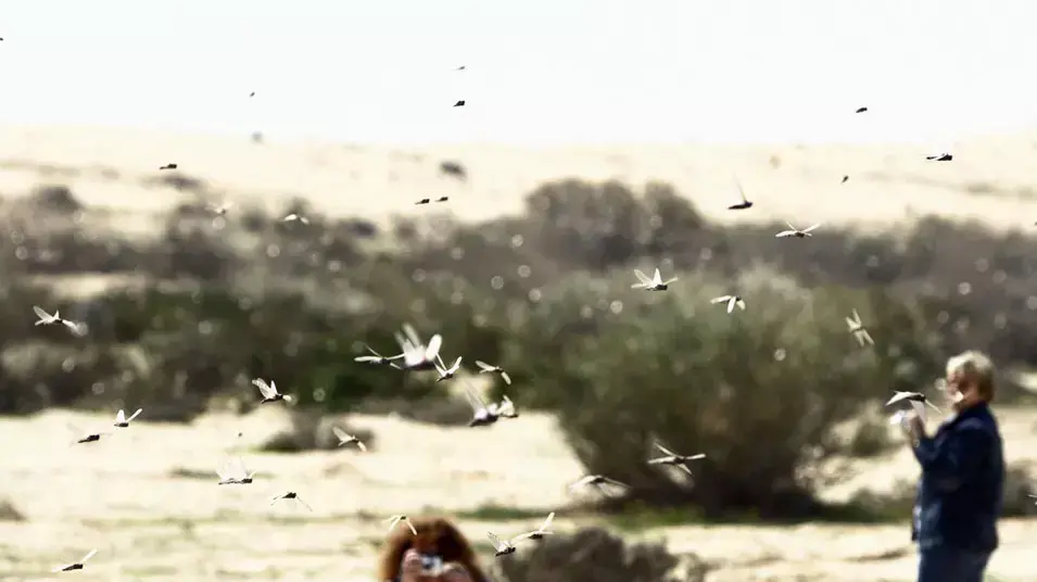 ארבה בדרום הארץ, מרץ 2013 ארבה בדרום הארץ, מרץ 2013