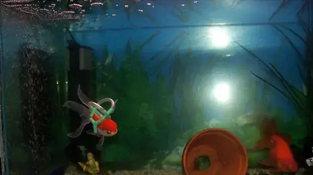 בעלים של דג יצר לו מצוף בעלים של דג יצר לו מצוף