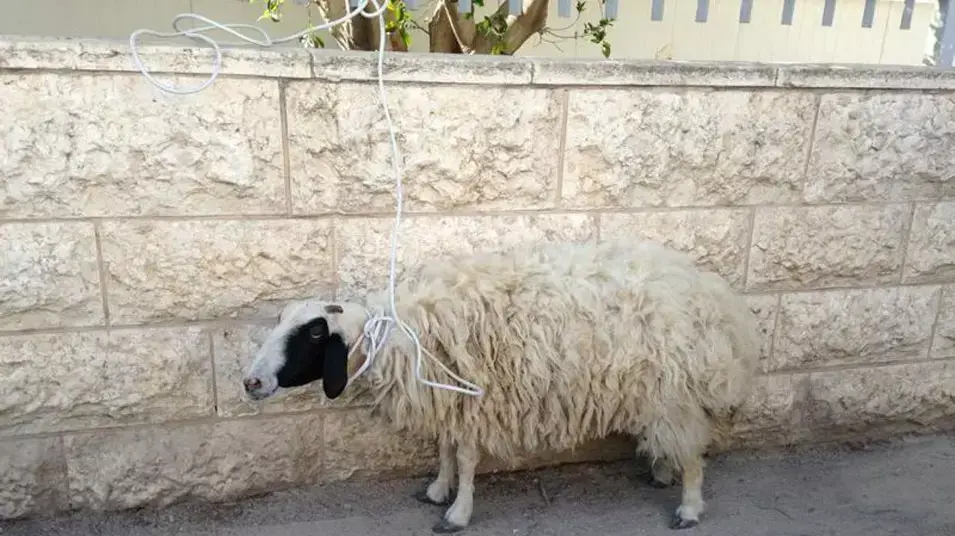 כבשה שנגנבה מתושב כפר אדומים והחזרה על ידי כוחות מג"ב ומשטרה לבעליה, 28 אפריל 2013