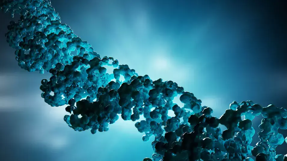 סליל DNA סליל DNA