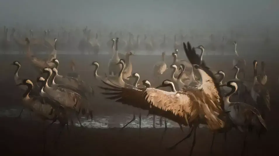 להקת עגורים בערפל שעות הבוקר המוקדמות ביום חורפי, אגמון החולה, 2013 להקת עגורים בערפל שעות הבוקר המוקדמות ביום חורפי, אגמון החולה, 2013