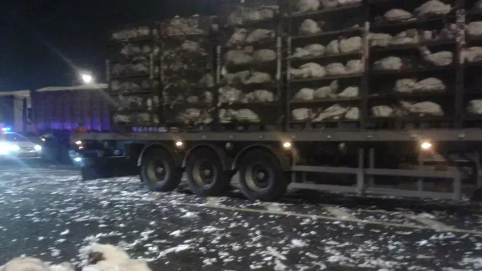 התעללות בעופות שהיו בדרכן לשחיטה במפעל זוגלובק התעללות בעופות שהיו בדרכן לשחיטה במפעל זוגלובק