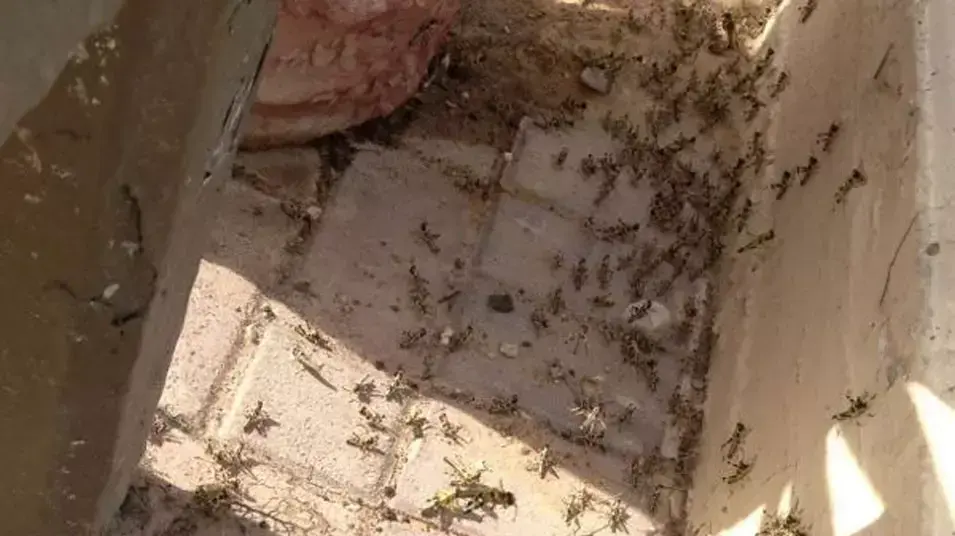 חגבי ארבה בשבטה, היום חגבי ארבה בשבטה, היום