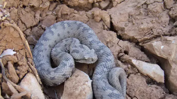 צפע חרמון צעיר