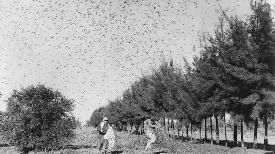 מתקפת הארבה ב1952 מתקפת הארבה ב1952