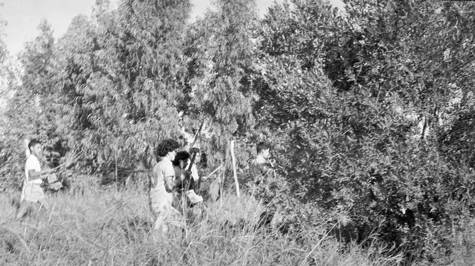 מתקפת הארבה ב1952 מתקפת הארבה ב1952