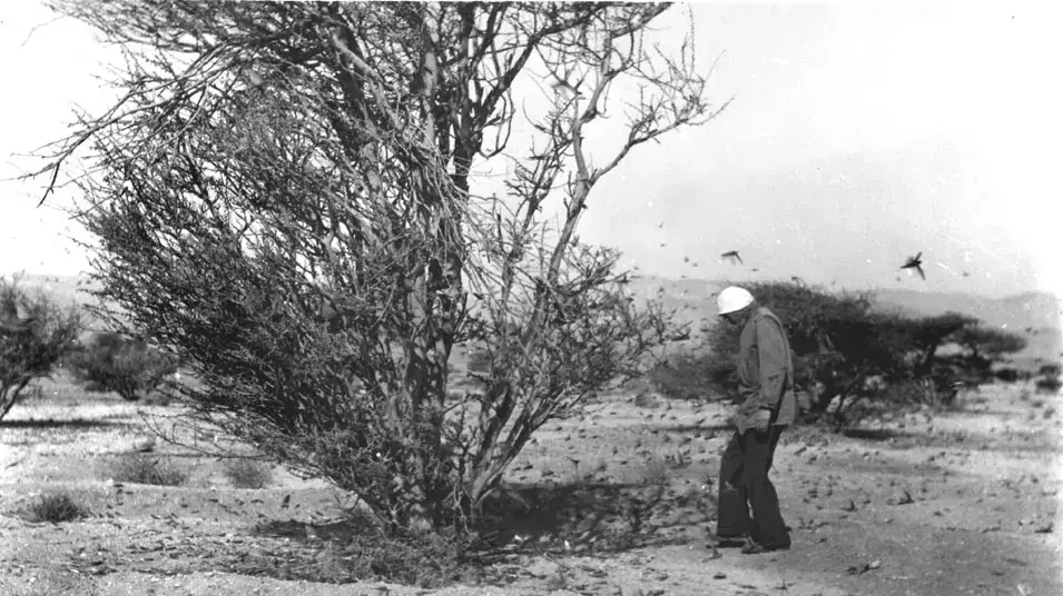 מתקפת הארבה ב1952 מתקפת הארבה ב1952