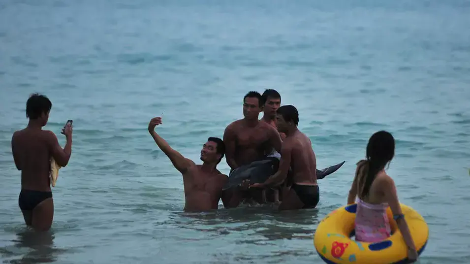 תיירים סינים מצטלמים עם דולפין שהגיע לחוף, 17 יוני 2013 תיירים סינים מצטלמים עם דולפין שהגיע לחוף, 17 יוני 2013