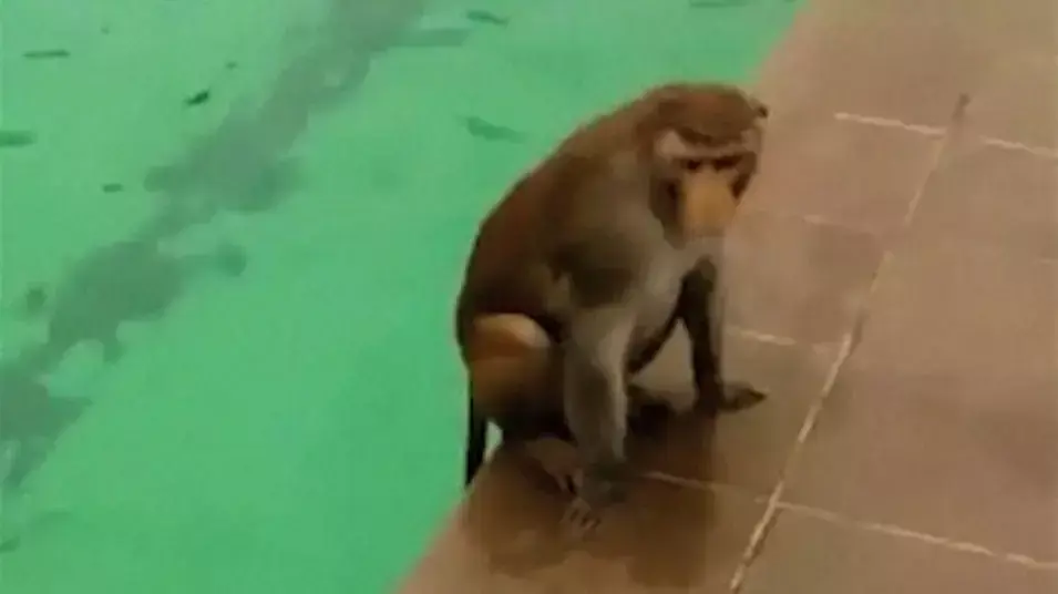 הפתעה לרוחצים: הקוף קפץ לשחייה בבריכה