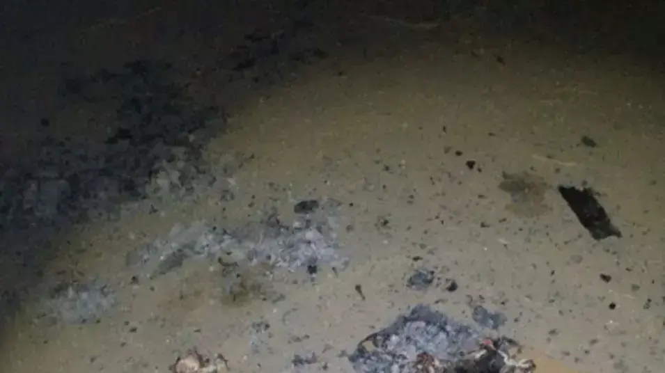 4 נערים נעצרו בחשד שהציתו למוות חתולים בכפר אורנים, 19.7.2013
