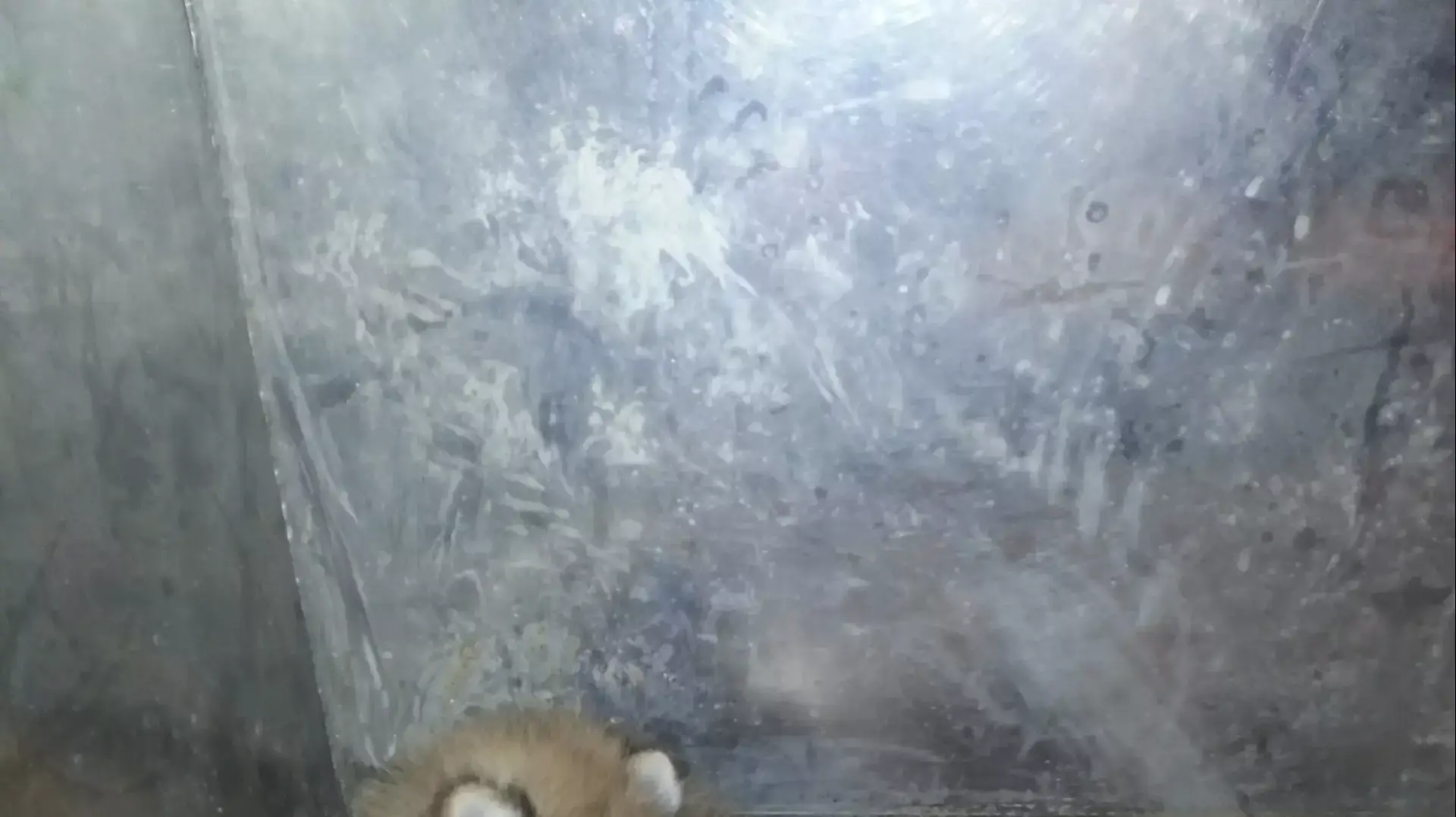 גורי כלבים הוברחו בתוך עגלת תינוק ונתפסו בנתב"ג גורי כלבים הוברחו בתוך עגלת תינוק ונתפסו בנתב"ג
