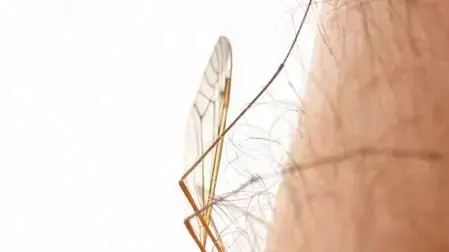 אילוסטרציה אילוסטרציה