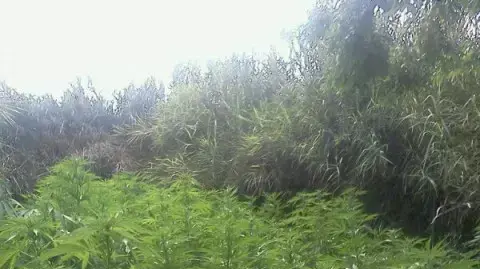 שדה מריחואנה ליד מושב עמיקם. אוגוסט 2013 שדה מריחואנה ליד מושב עמיקם. אוגוסט 2013