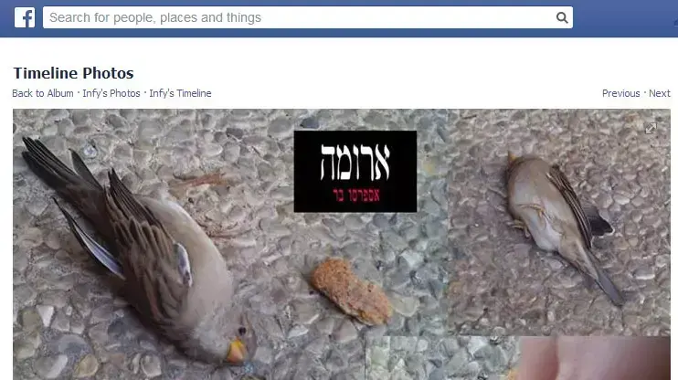 לקוחה בארומה תל אביב טוענת שבסניף ברמת החייל הרעילו ציפורים לקוחה בארומה תל אביב טוענת שבסניף ברמת החייל הרעילו ציפורים