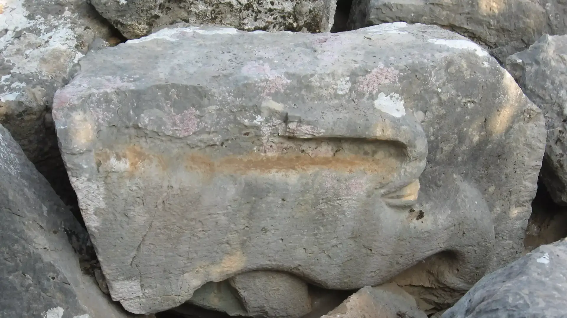 תבליט של אריה שהתגלתה במבצר נמרוד. ספטמבר 2013