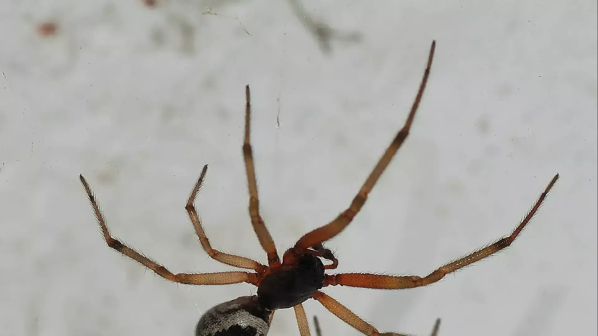 העכביש הארסי "האלמנה המזויפת"  steatoda nobilis