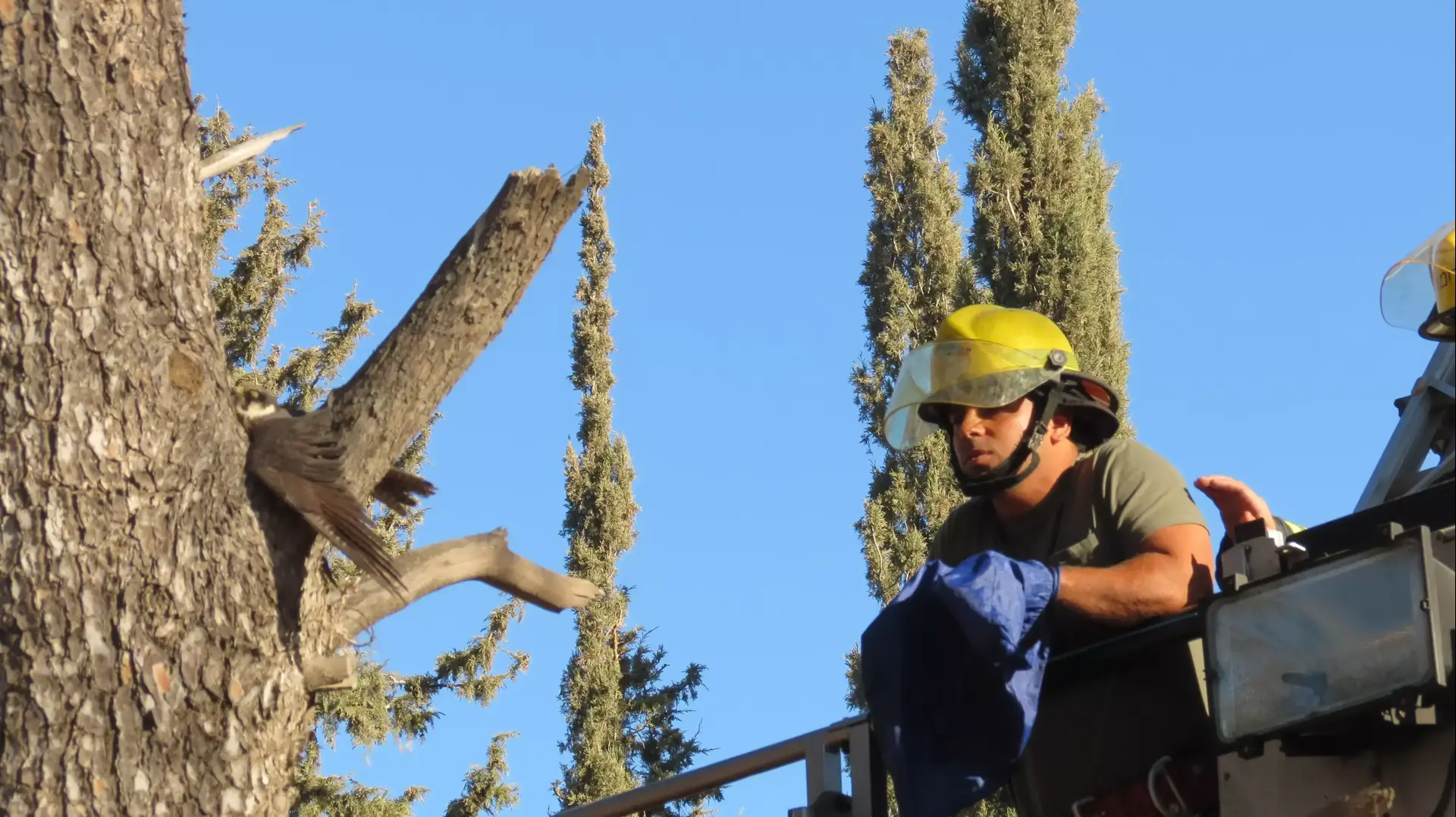 חילוץ בז עצים שנלכד על ראשו של ברוש אחד ביער חולדה