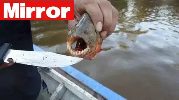 צעירה צמחונית בישלה דג פיראנה שנשך אותה באצבע, אוקטובר 2013 צעירה צמחונית בישלה דג פיראנה שנשך אותה באצבע, אוקטובר 2013