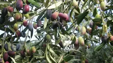 מסיק זיתים מסיק זיתים