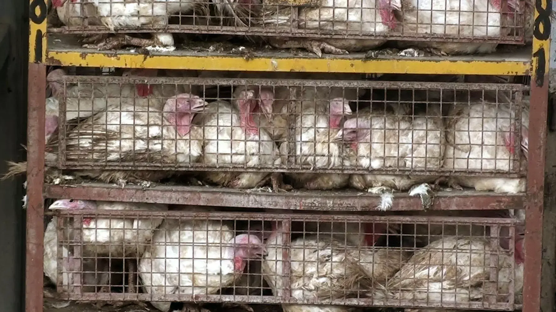 מתוך תחקיר התכנית "כלבוטק" ששודר בערוץ 2: עופות במפעל "זוגלובק" מתוך תחקיר התכנית "כלבוטק" ששודר בערוץ 2: עופות במפעל "זוגלובק"